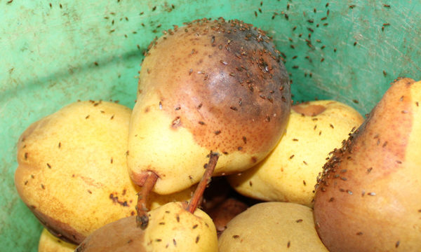 6 astuces écolo pour enfin vous débarrasser des moucherons à fruits de la cuisine