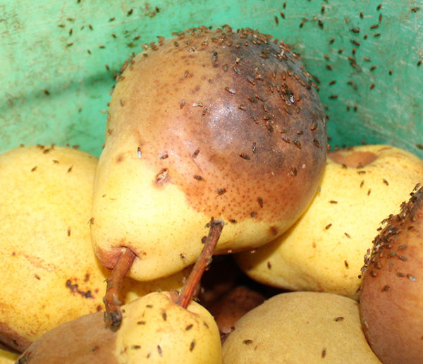 6 astuces écolo pour vous débarrasser enfin des moucherons à fruit de la cuisine