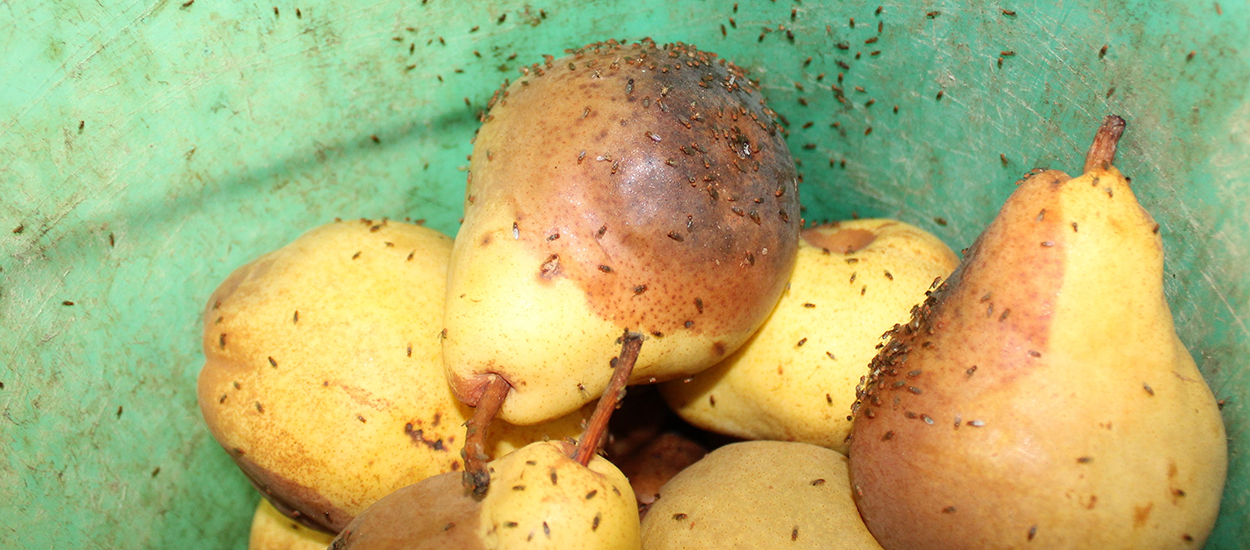 Piège contre les mouches des fruits et moucherons