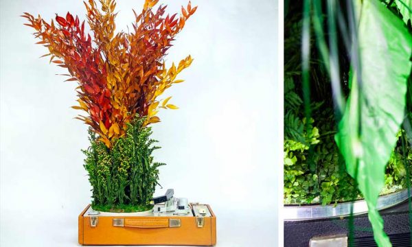 Des tourne-disques élaborés avec des plantes ? L'idée folle de Monsieur Plant