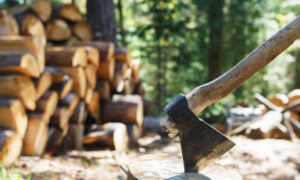 Vous avez le droit d'aller couper du bois de chauffage en forêt, mais à certaines conditions !