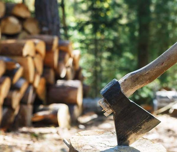 Vous avez le droit d'aller couper du bois de chauffage en forêt, mais à certaines conditions !