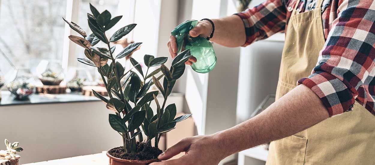 Comment bien arroser vos plantes d'intérieur (et éviter qu'elles ne meurent)