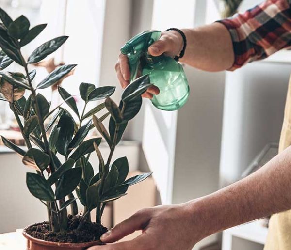 Comment bien arroser vos plantes d'intérieur (et éviter qu'elles ne meurent)