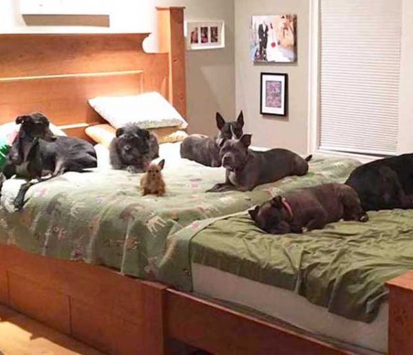 Ils ont construit un lit géant pour dormir avec leurs 8 chiens !