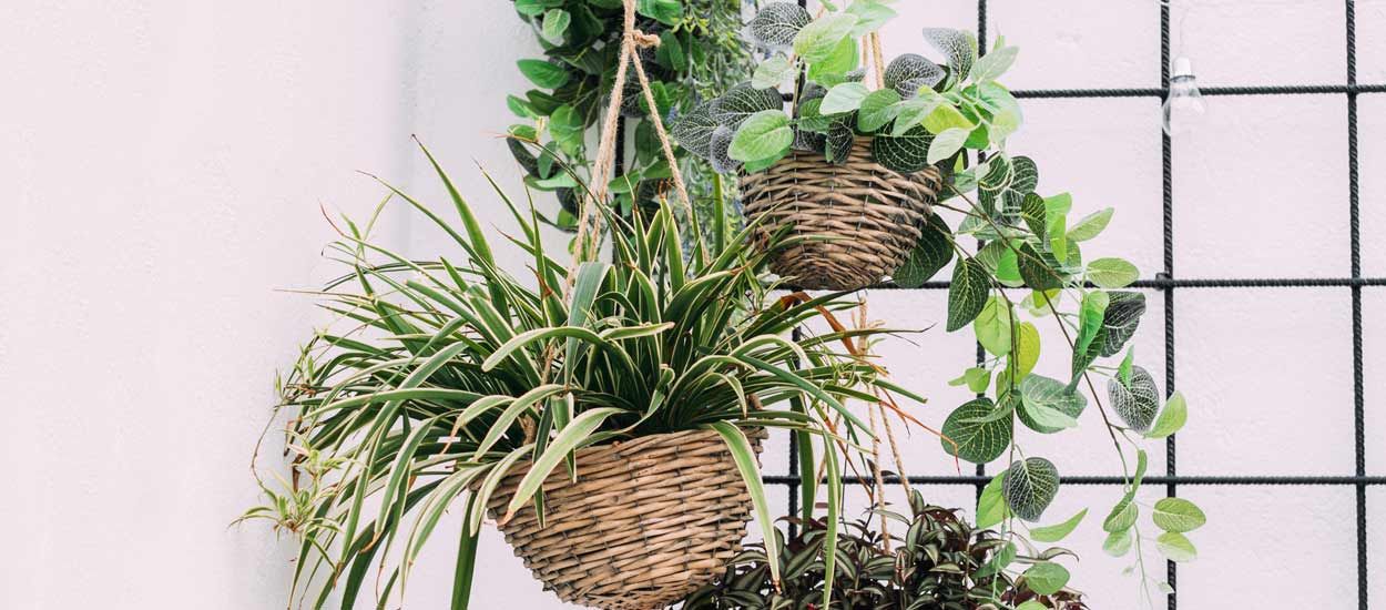 Choisissez les bonnes plantes pour votre salle de bains !