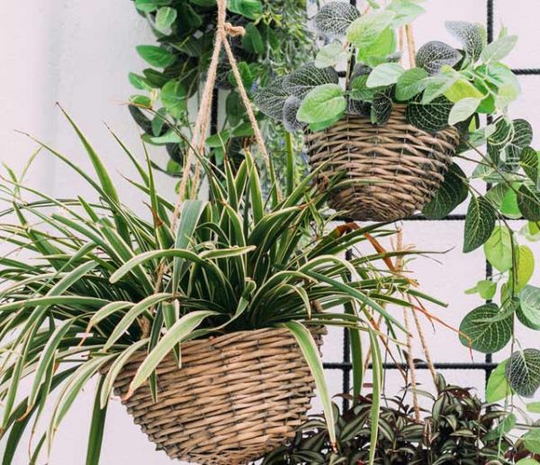 Choisissez les bonnes plantes pour votre salle de bains !