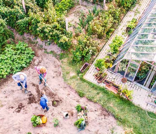 Comment planifier votre année au potager pour de beaux légumes sans efforts ?