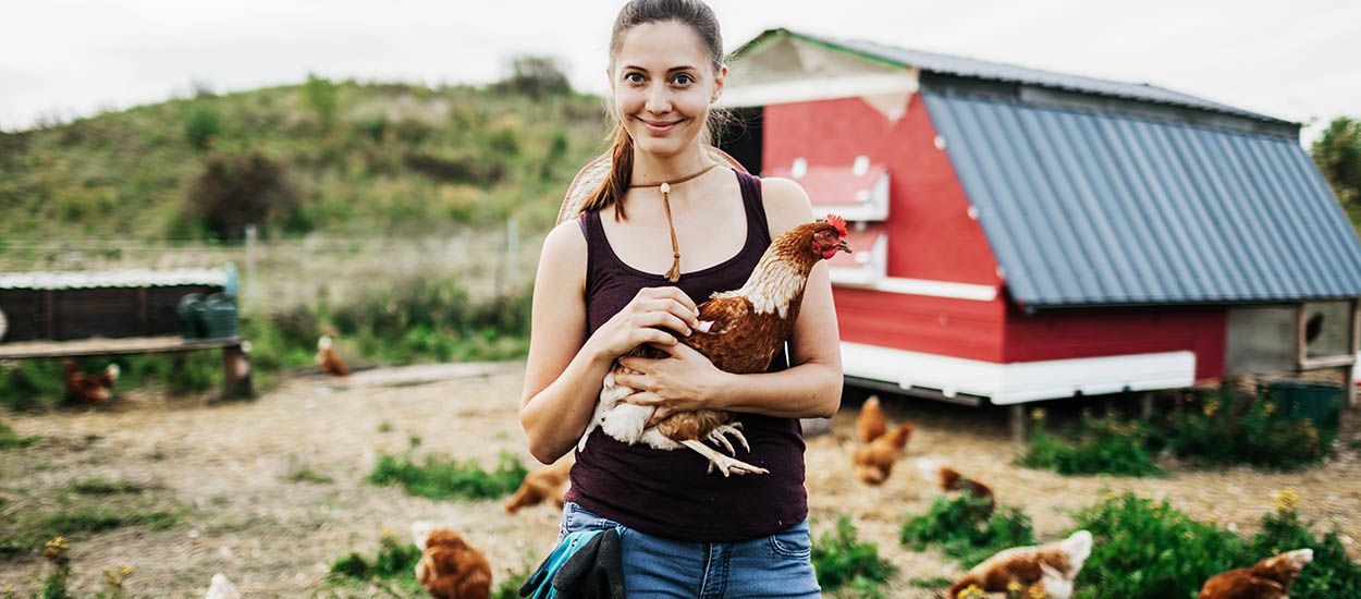 Comment j'ai écrit une lettre de motivation pour adopter une poule