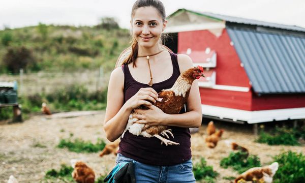 Comment j'ai écrit une lettre de motivation pour adopter une poule