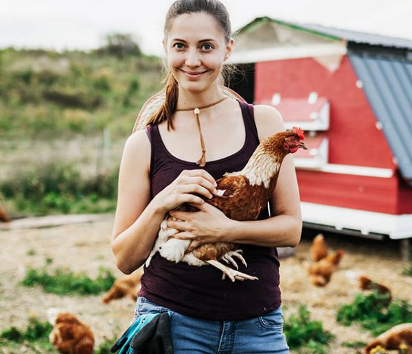 Comment j'ai écrit une lettre de motivation pour adopter une poule