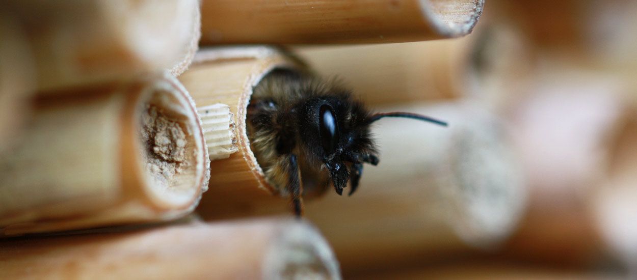 Plus aucun insecte dans 100 ans : 6 idées pour lancer une opération de sauvetage !