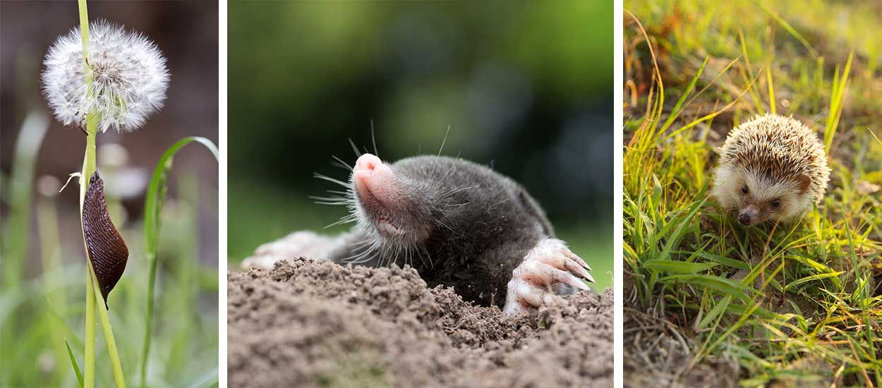 Ces animaux dits 