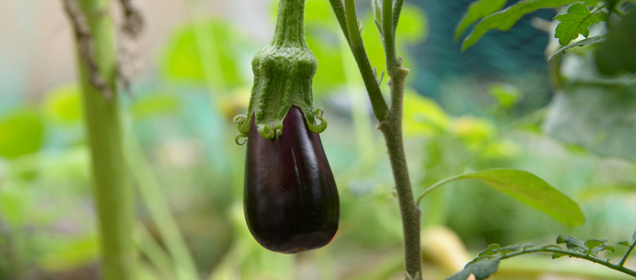 Voici comment faire pousser des mini légumes sur votre balcon ou dans le salon !