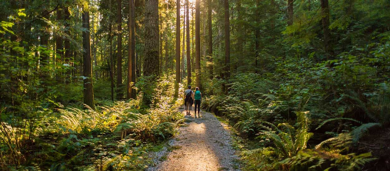 EcoTree : Achetez des arbres pour réduire les émissions de CO2 et sauver les forêts