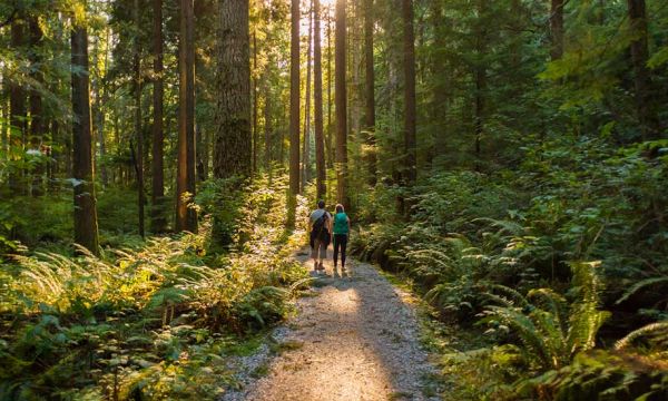 EcoTree : Achetez des arbres pour réduire les émissions de CO2 et sauver les forêts