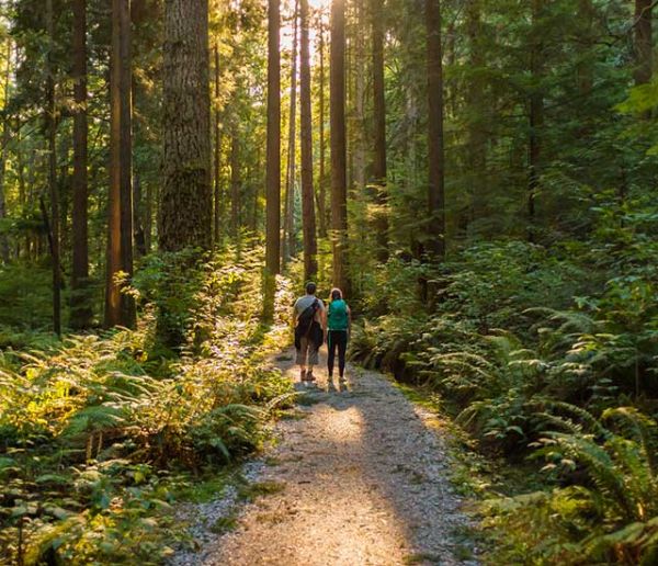 EcoTree : Achetez des arbres pour réduire les émissions de CO2 et sauver les forêts