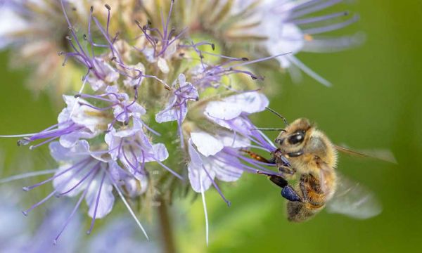 Recevez gratuitement des graines de fleurs pour sauver les abeilles !