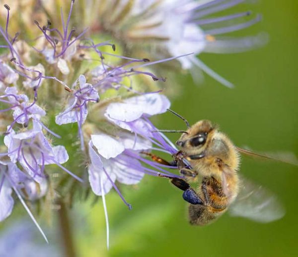Recevez gratuitement des graines de fleurs pour sauver les abeilles !