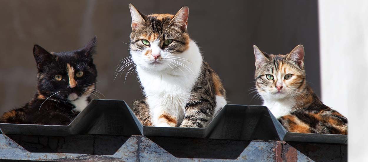 Des bénévoles ont fabriqué des maisons pour héberger les chats errants