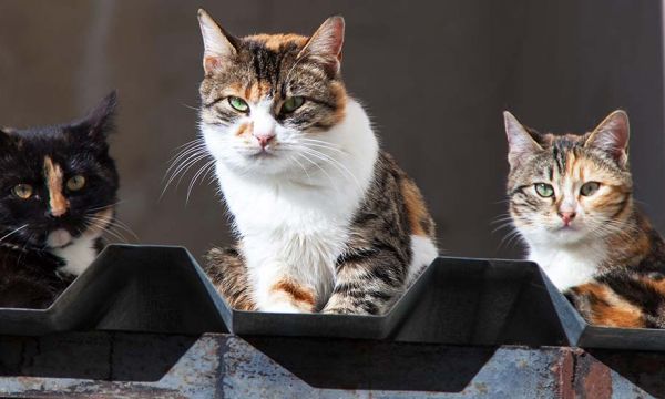 Des bénévoles ont fabriqué des maisons pour héberger les chats errants