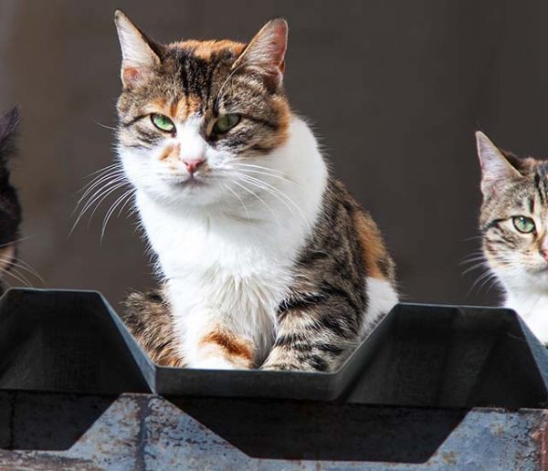 Des bénévoles ont fabriqué des maisons pour héberger les chats errants