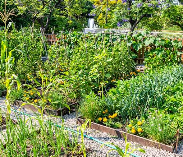 Que faire de vos restes de pesticides pour protéger l'environnement ?