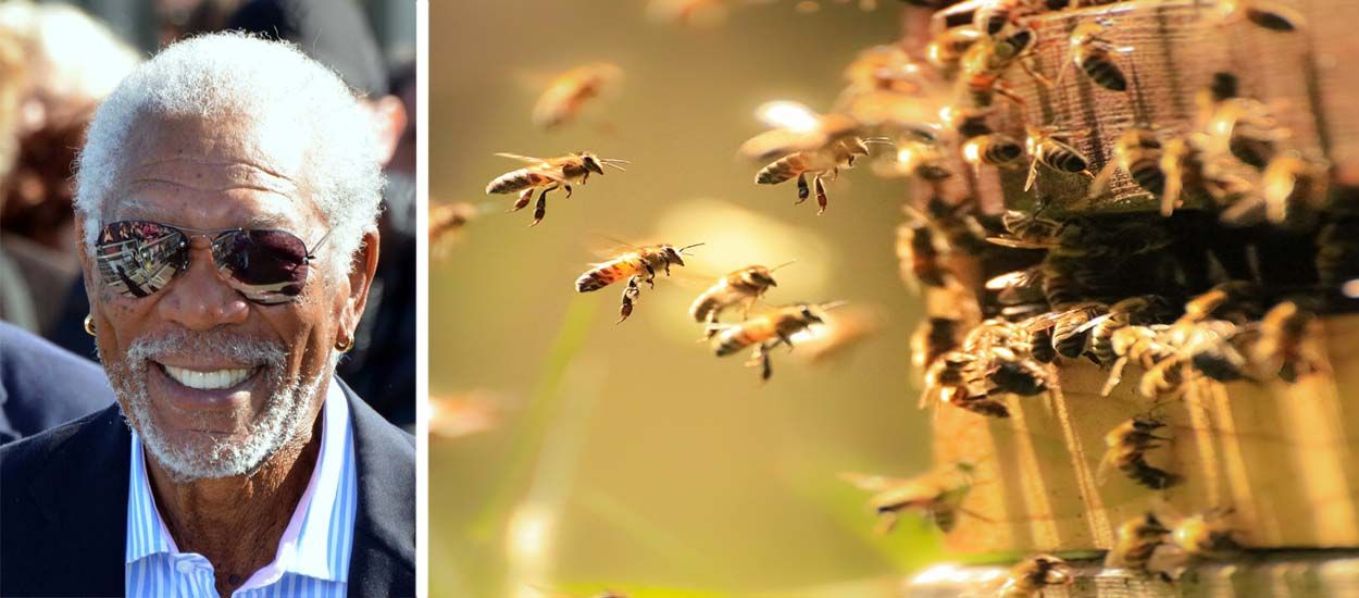 Morgan Freeman fait de son ranch un refuge pour les abeilles