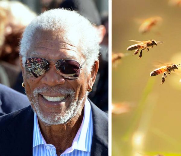 Morgan Freeman fait de son ranch un refuge pour les abeilles