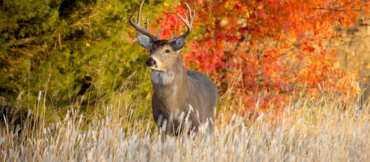 Chasse à courre : les grands animaux ne pourront plus être abattus dans votre jardin