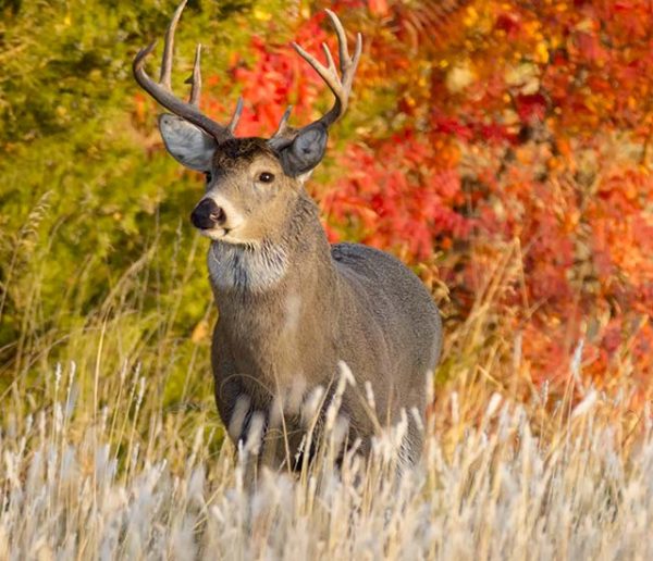 Chasse à courre : les grands animaux ne pourront plus être abattus dans votre jardin