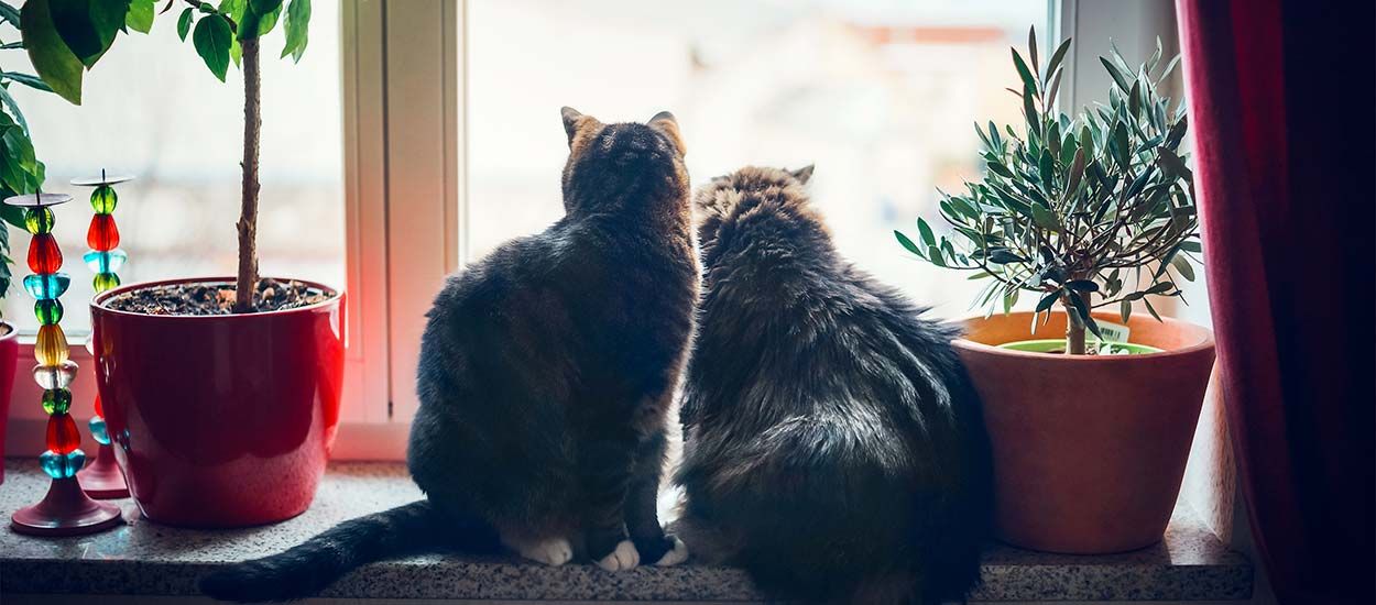 Comment empêcher mon chat de sauter du balcon ou par la fenêtre ?