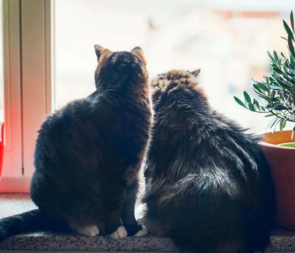 Comment empêcher mon chat de sauter du balcon ou par la fenêtre ?