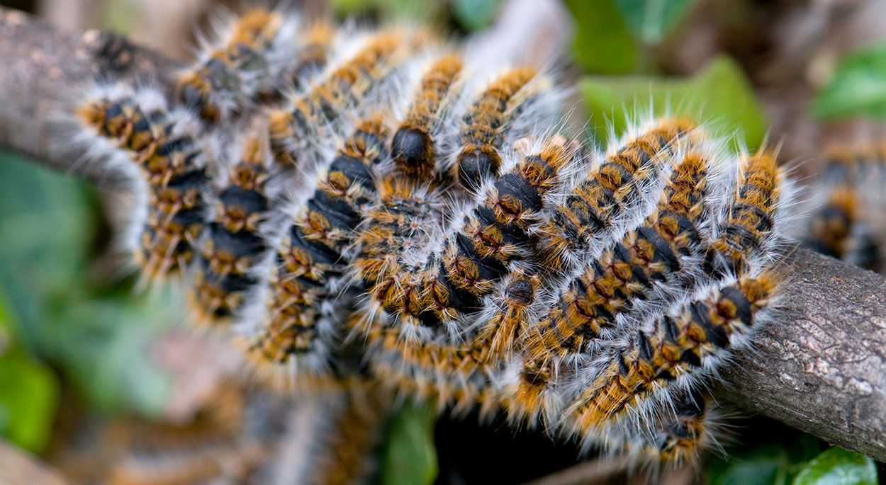 Cinq solutions écologiques pour lutter contre les invasions de chenilles processionnaires