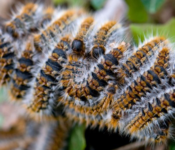 Cinq solutions écologiques pour lutter contre les invasions de chenilles processionnaires