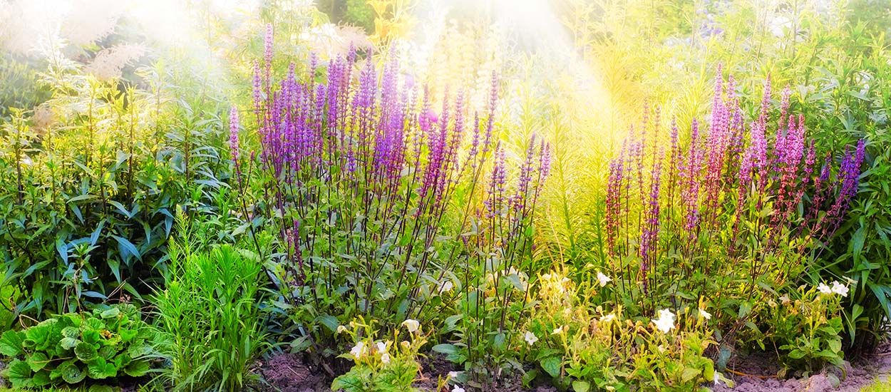 Suivez ces proverbes et croyances sur les plantes et vous deviendrez riche et heureux