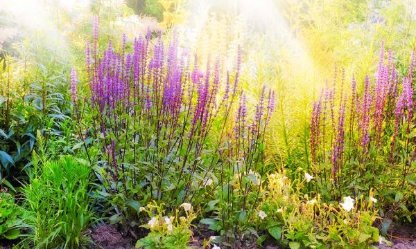 Suivez ces proverbes et croyances sur les plantes et vous deviendrez riche et heureux