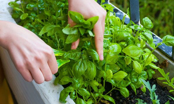 Comment cultiver votre potager en appartement, avec ou sans balcon ?