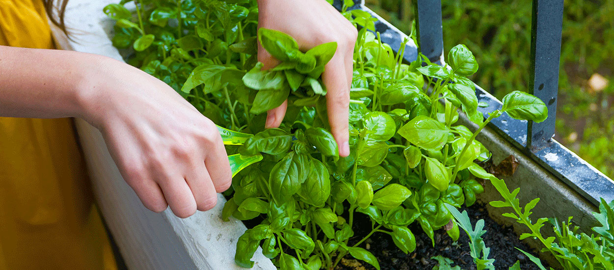 Comment Aménager Un Potager Intérieur Dans Un Petit Espace ?