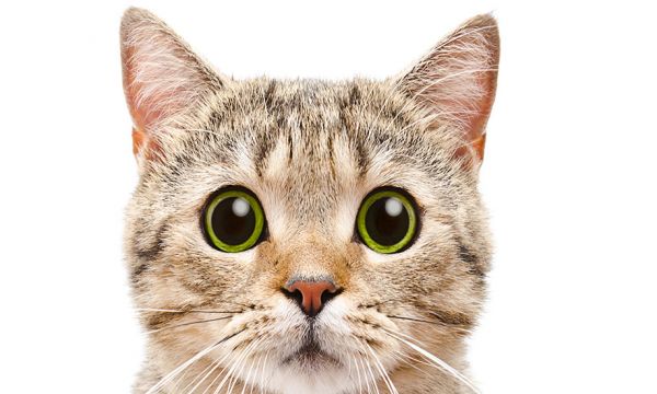 Comment convaincre son conjoint d'avoir un chat ?