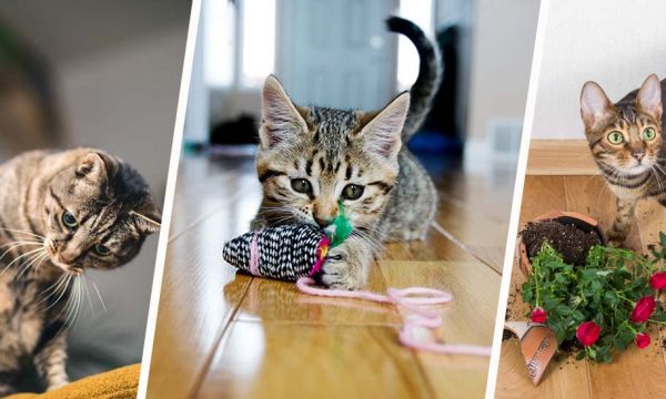 Les chats peuvent-ils être heureux en appartement ?