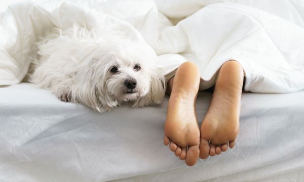 Les femmes dorment mieux avec un chien qu'avec un être humain, c'est la science qui le dit !