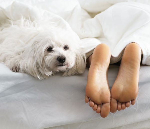 Les femmes dorment mieux avec un chien qu'avec un être humain, c'est la science qui le dit !