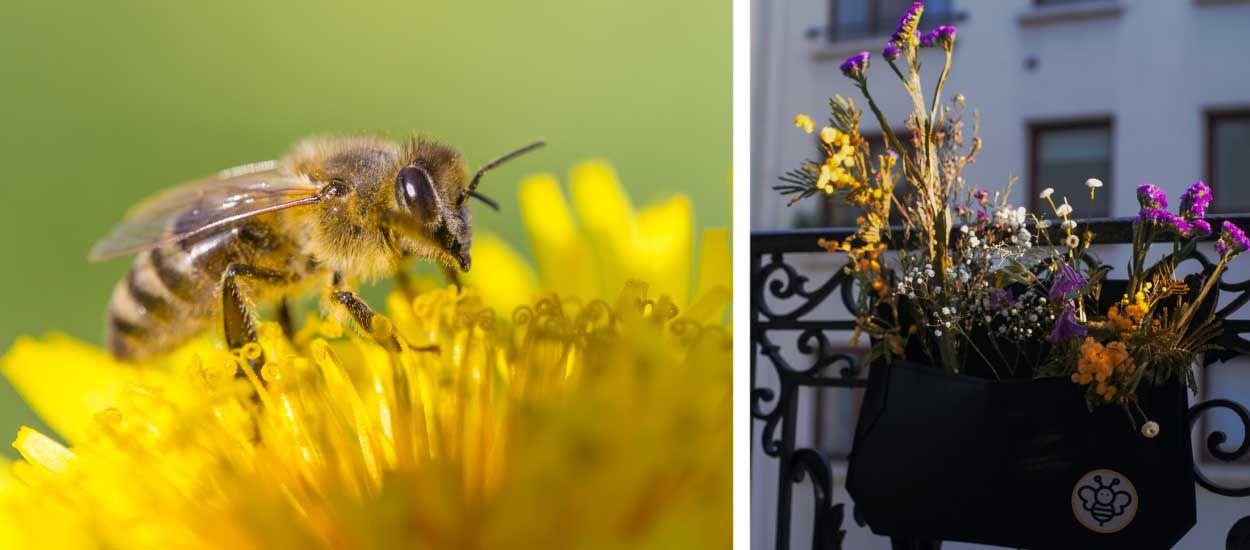 Nourrissez les abeilles sur votre balcon avec ce kit de fleurs à planter