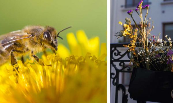 Nourrissez les abeilles sur votre balcon avec ce kit de fleurs à planter