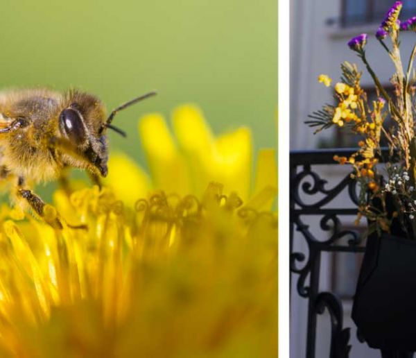 Plantes, Fleurs, Animaux