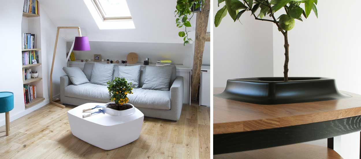 La nouvelle tendance : faire pousser un arbre sur sa table basse !