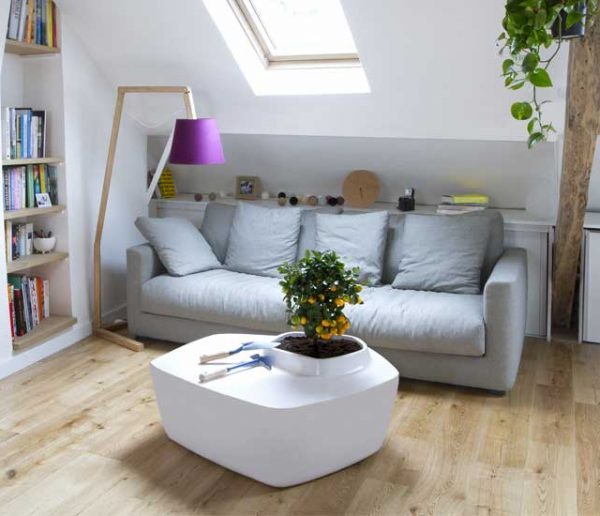 La nouvelle tendance : faire pousser un arbre sur sa table basse !