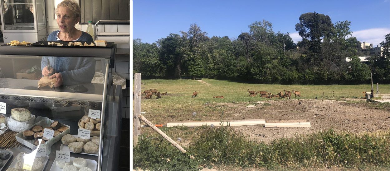 Cette ferme urbaine produit du fromage bio en plein quartiers Nord de Marseille