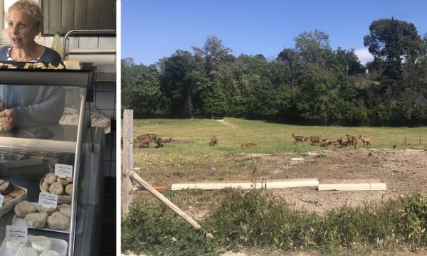 Cette ferme urbaine produit du fromage bio en plein quartiers Nord de Marseille